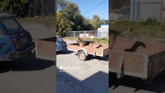 А Я СЯДУ В КАБРИОЛЕТ!!!ПЁС ЛЮБИТ ПРОКАТИТЬСЯ С ВЕТЕРКОМ!!!Shorts