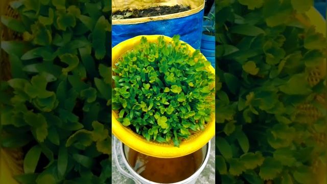 coriander grow in water #hidroponik