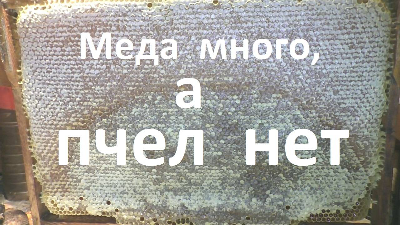 Может ли сильный медосбор погубить пчел