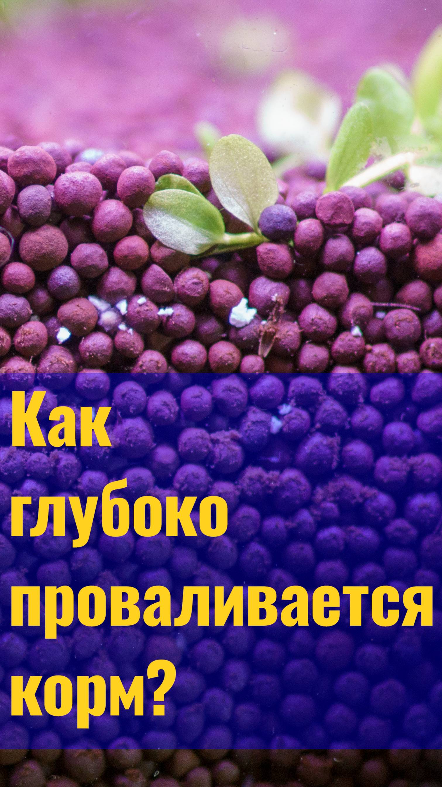 НАСКОЛЬКО глубоко проникает корм В ГРУНТ аквариума? Почему ФРАКЦИЯ ГРУНТА должна быть 1-3 ММ?