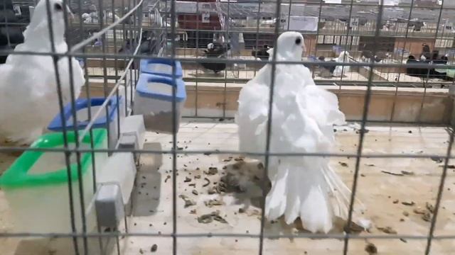 Таких никогда не видел! Необычные породы голубей на выставке в Воронеже.  Награда нашла героя