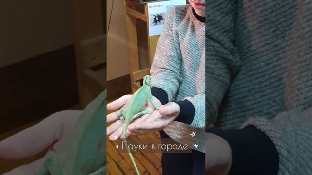В музее выставка пауков, большая часть ядовитых. Был скорпион черный и безобидные ящерицы.