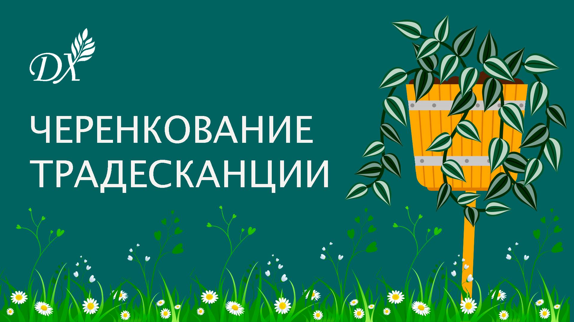 Черенкование традесканции Зебрино