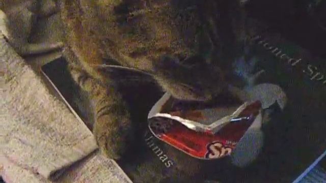 Crazy Cat Eating Chocolate Pudding