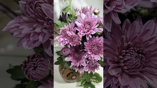 Мультифлора хризантема Precocita Eglantine  #chrysanthemumflower #цветы #мультифлора #мультифлора