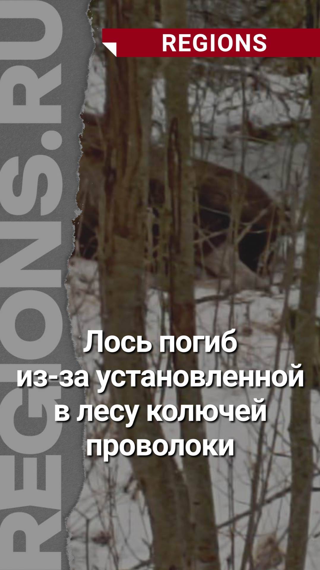 Лось погиб из-за установленной в подмосковном лесу колючей проволоки