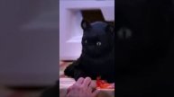 Кот Сэйлем умеет убеждать. #cабринамаленькаяведьма