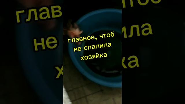 Кошка-воришка