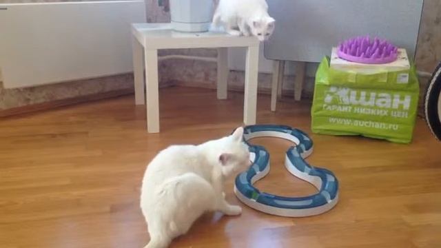Беляши играют в интерактивную игрушку
