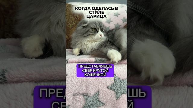 Крутая кошечка