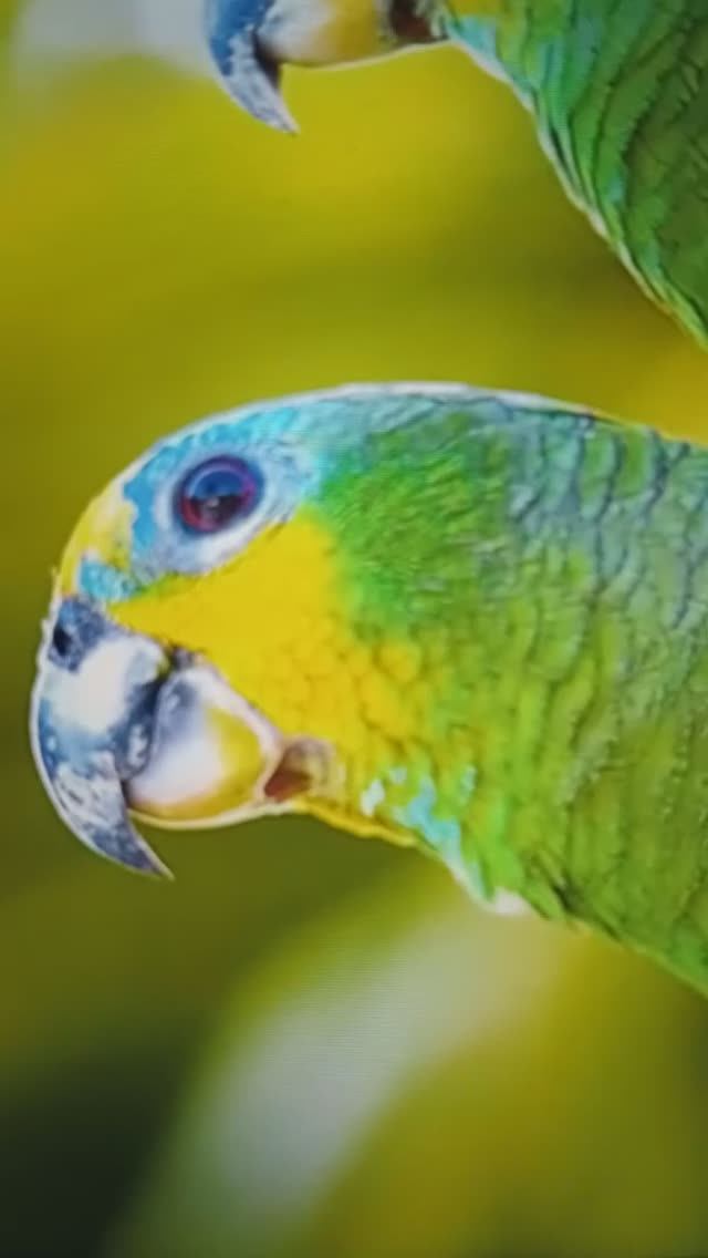 Животные, птицы и морские обитатели🤔😮😳