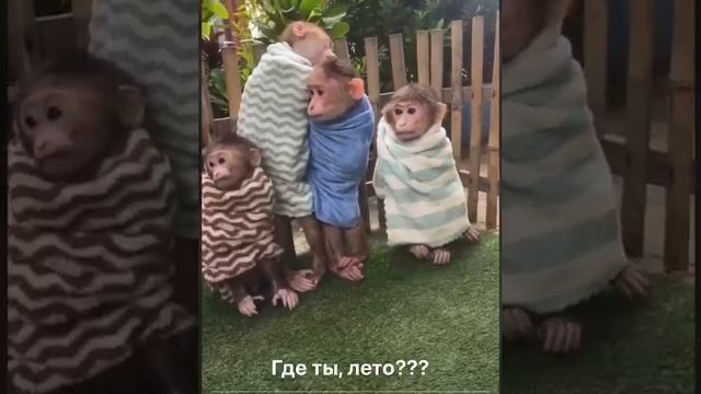Где ты лето?