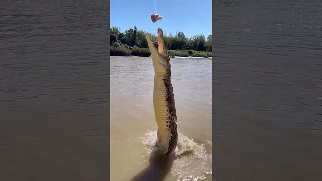 С таким мощным хвостом гребнистый крокодил способен выпрыгивать из воды на двухметровую высоту