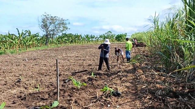 PLANTING BANANA LAKATAN. DAY 1/ TUTORIAL AND TIPS.