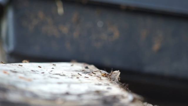 Lasius alienus Nuptial Flight