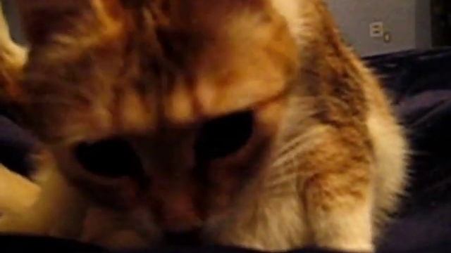 Кошка летает