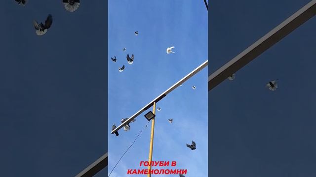 ️️️ Николаевские голуби в Каменоломни.