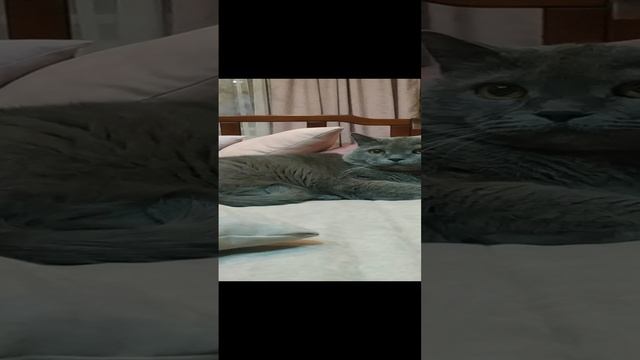 Ты не поверишь! сколько коту лет?