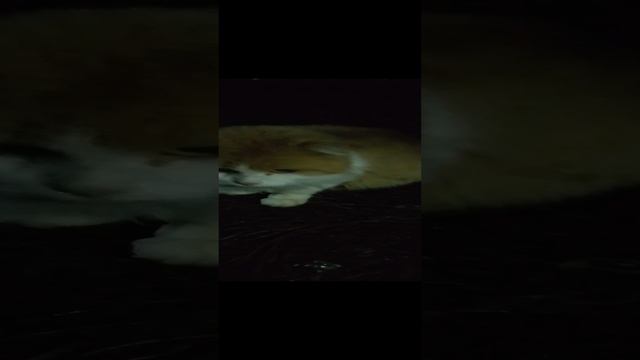 Какой милый кот 🐱