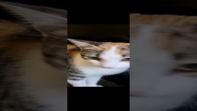 1000147144.mp4