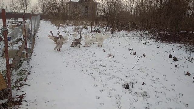 Зима пришла! все по норам!