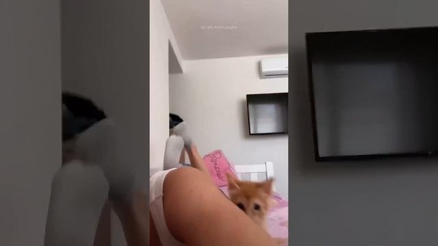Funny cats 😂 episode 396 #shorts