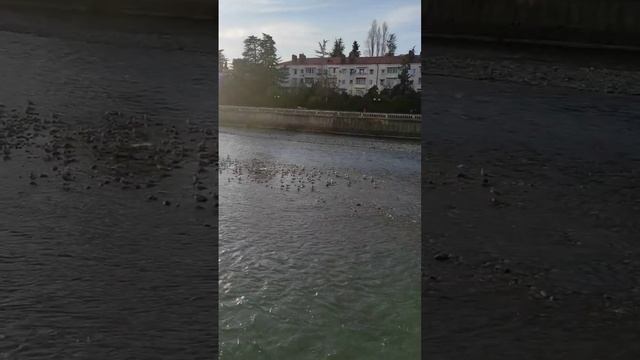 #сочи