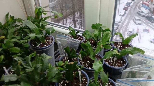 Цветочные будни. 07.01.2025
Шлюмбергера и Рипсолидопсисы.
