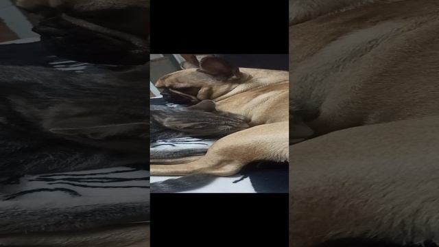 VID_20240921_010853.mp4