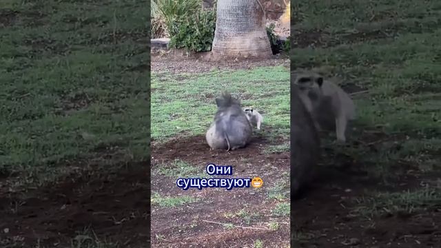 Акуна Матато они существуют