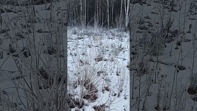 1000247203.mp4