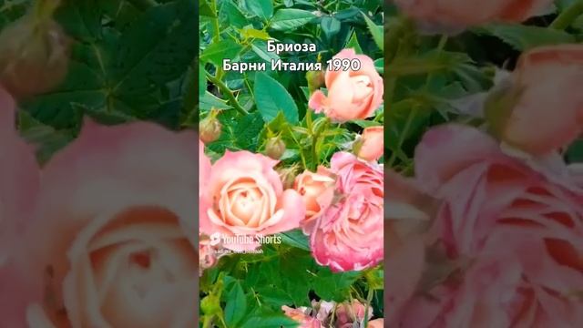 Бриоза