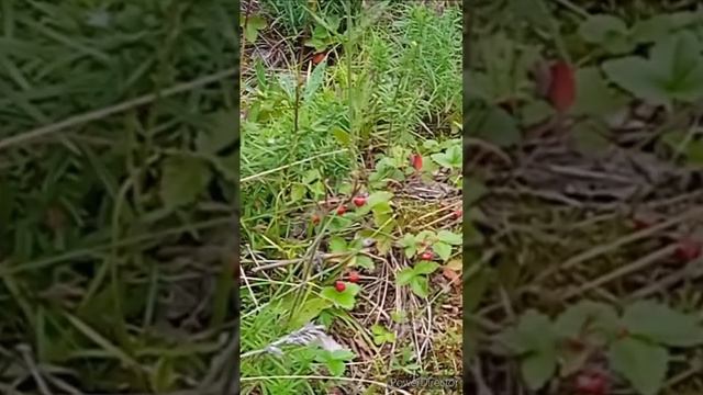 Земляника на скалах 2023.07.15