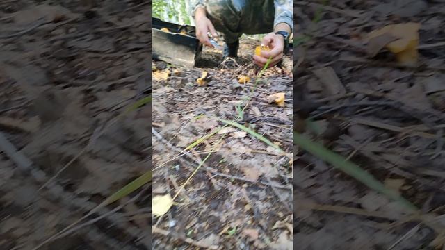 Грибные находки в башкирских лесах