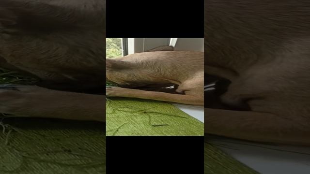 VID_20240718_111937.mp4