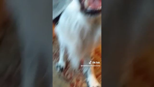 Где кошка?...)))