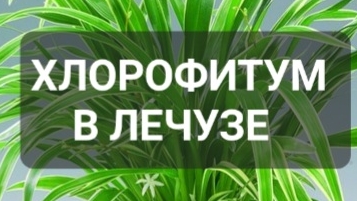 Хлорофитум пересадка спустя год