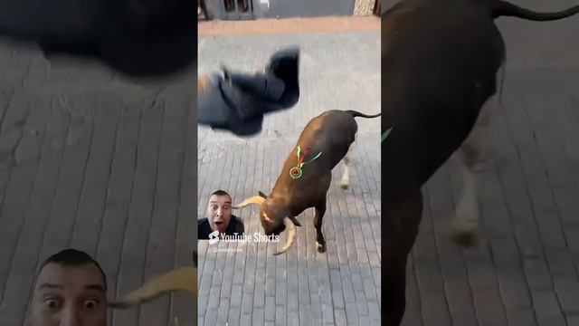 Бык
