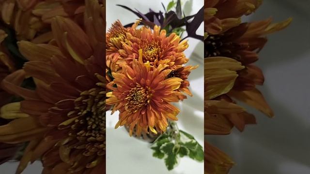 Садовая хризантема Огненный закат  #chrysanthemumflower #хризантема #цветы #мультифлора #цветы