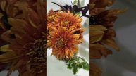Садовая хризантема Огненный закат #chrysanthemumflower #хризантема #цветы #мультифлора #цветы