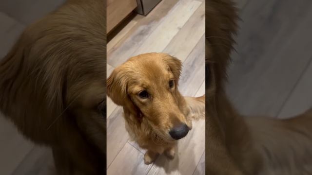 Cali Catching Cheerios #dog #goldenretriever #cute #shorts #eating #cali #cheerios #puppy