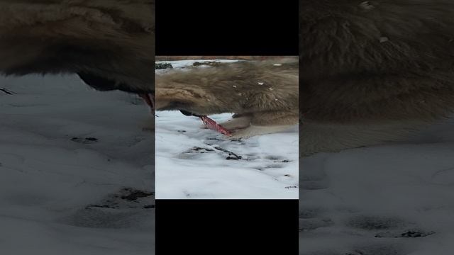 щенки Кавказской овчарки девочки