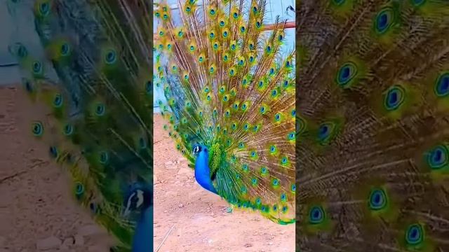BEAUTIFUL ❤️❤️ #youtubeshorts #shorts #my #trending #wildlife #peaceful #peacock