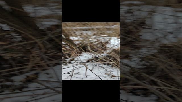 Нашествие бобров в липецкой области Измалковского района с Лебяжье