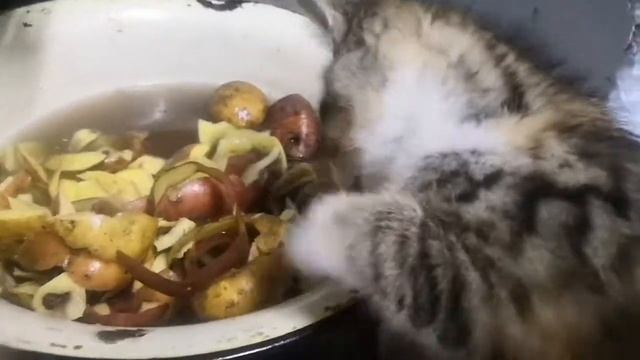 Котенок ( кошка) Мотя. У Бакаевых. Ворует очистки картофеля.
