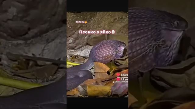 песоносе яйко