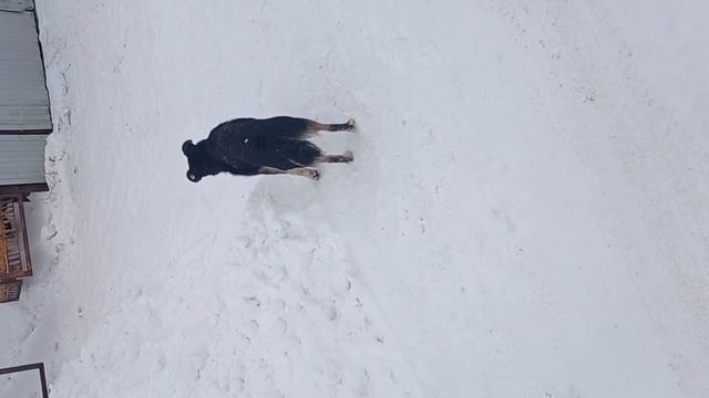 СОБАЧКА КЕМЕРОВСКАЯ ОБЛАСТЬ.