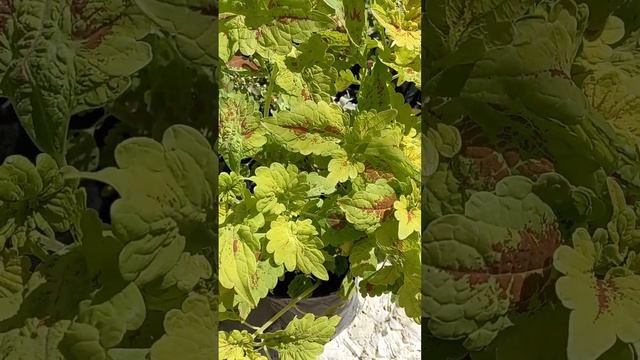 Сад хризантем