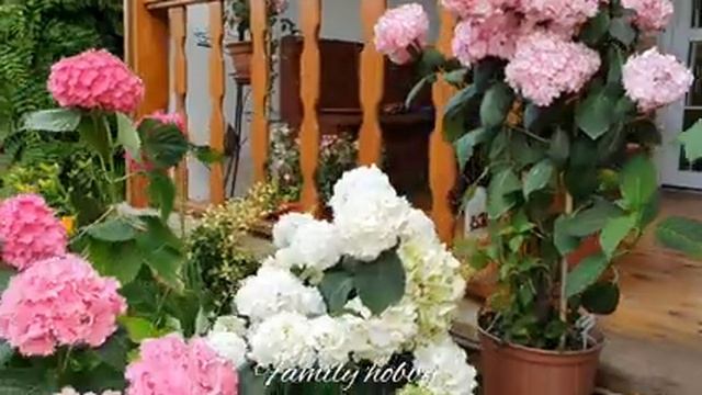 Family_Hobby__Канал_О_Жизни_И_37.mp4