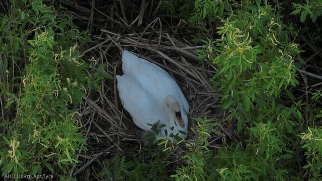 Зарождение новой жизни в Артёмовских лугах